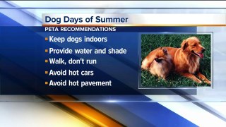 Dog heat safety