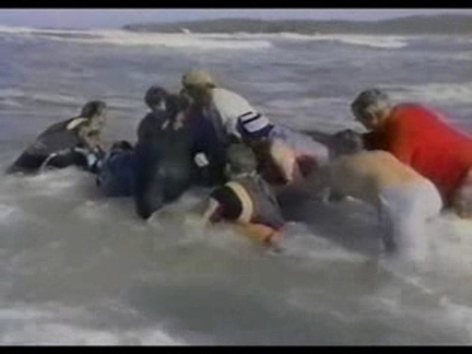 [57] MYSTERES - Ces dauphins qui nous sourient