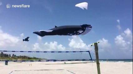 100ft whale kite soars over Florida beach