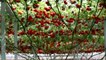 Ce plant produit des tomates à une vitesse incroyable : 33000 tomates par ans pour un seul pied