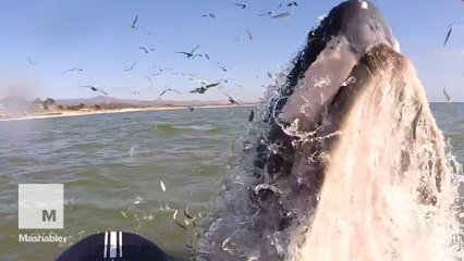 Anxiety alert, a humpback whale jolted out of the water inches from a paddle boarder