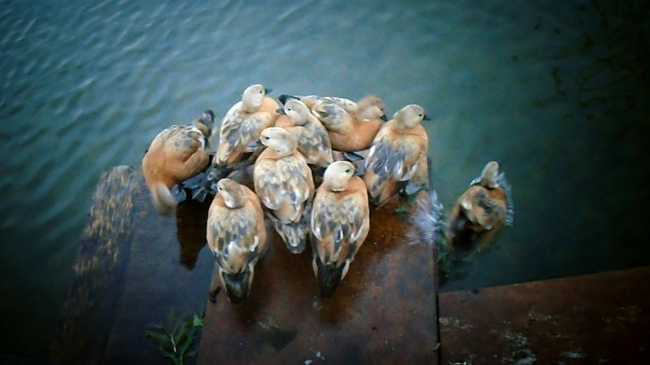 ducks