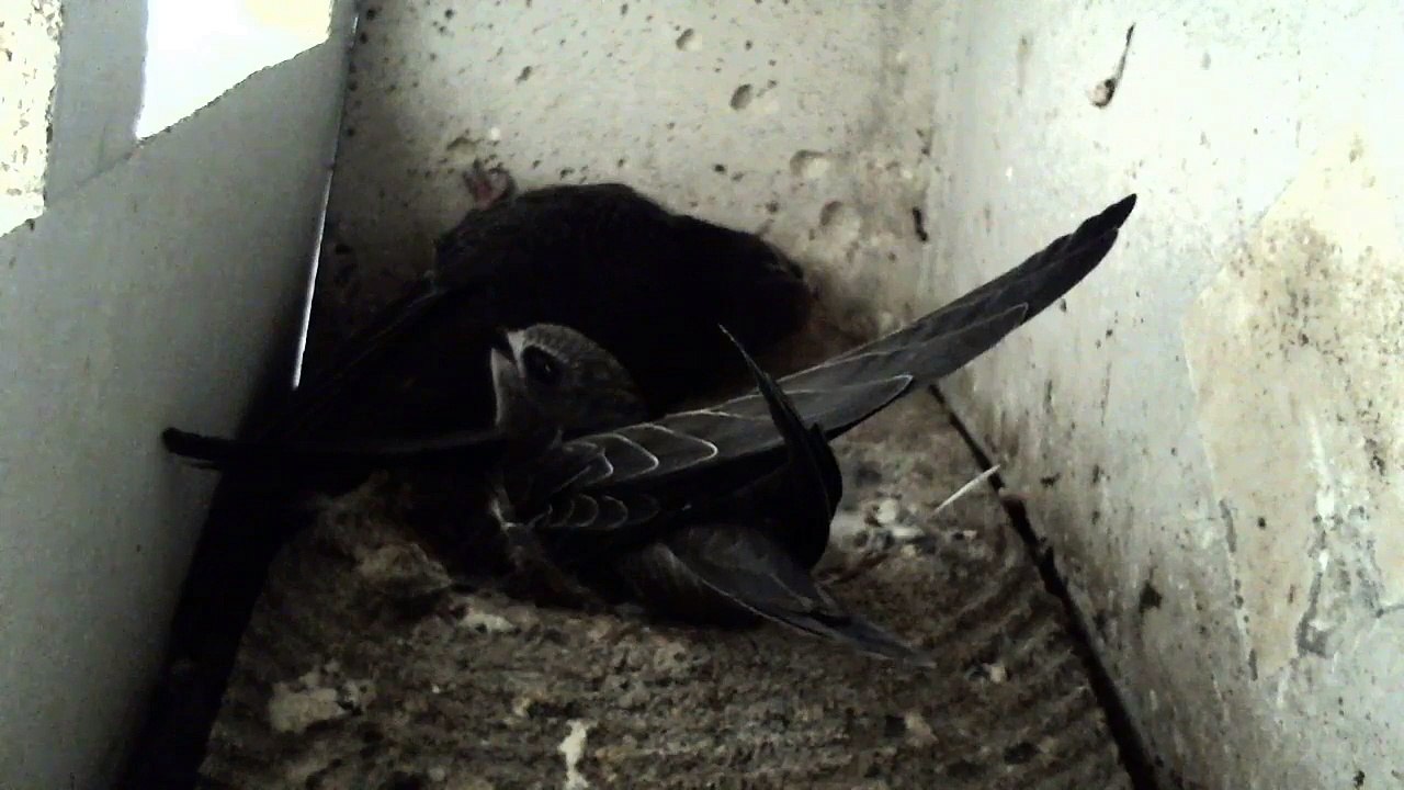 Mauersegler Nestcam 2016.29 - 21. Juli