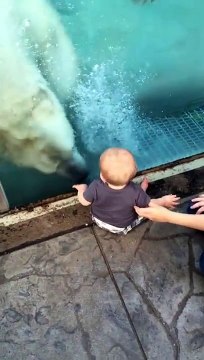 Cet ours polaire essaie de dévorer un bébé ! Ouahhh