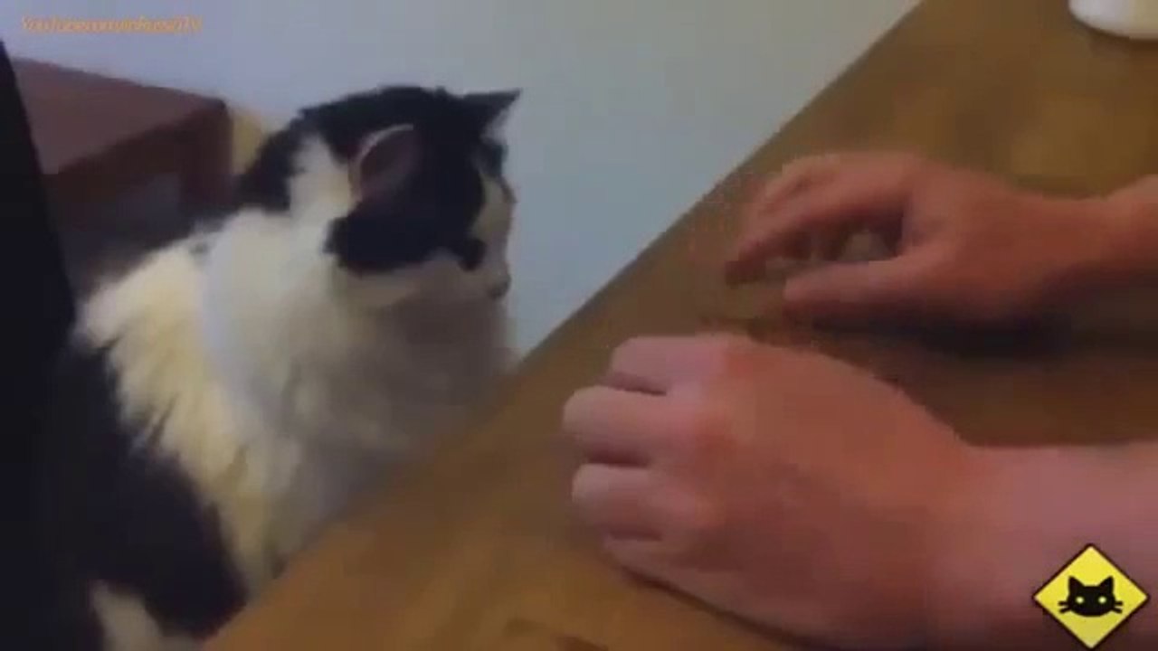 FUNNY VIDEOS Funny Cats Funny Cat Videos Funny Animals Cute Pets LOL