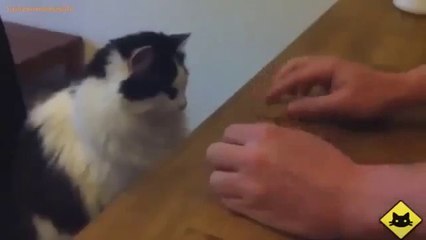 FUNNY VIDEOS Funny Cats Funny Cat Videos Funny Animals Cute Pets LOL