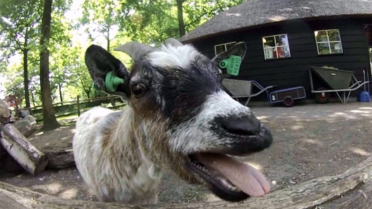 Goat Bleat Sound Effect