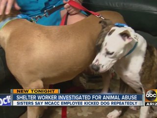 Shelter worker investigated for animal abuse