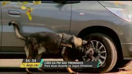 Cães da PM são treinados para reforçar a segurança durante a Olimpíada