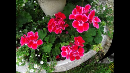 les plates-bandes