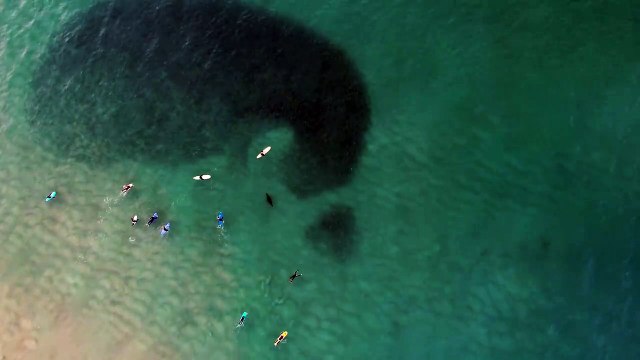 Une otarie chasse un banc de poissons