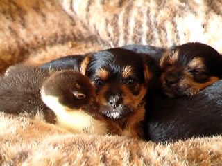 Baby Duck & Puppies !