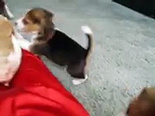 Beagle Puppies 2 !