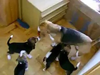 Beagle puppies funny video #1 !