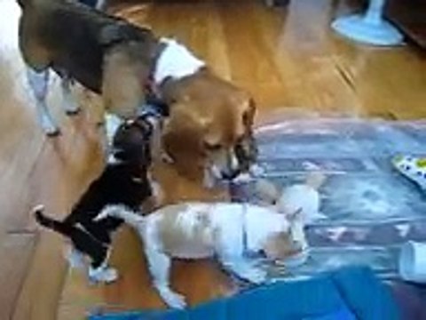Beagle Puppies Playing with Mom !