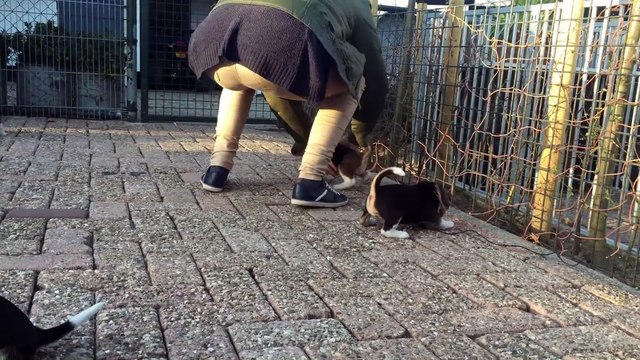 BEAGLE PUPPIES!!!! From 1 To 8 Weeks. CUTIES!!! !