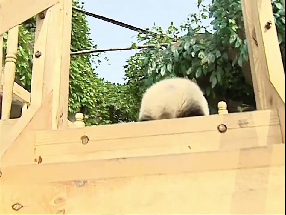 Des Pandas font du toboggan !