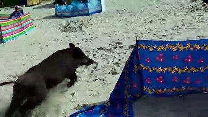 Un jabalí atacó de sorpresa a un grupo de personas en una playa