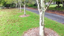 Platanus x acerifolia - top 10 fast growing trees - Platan HD 08
