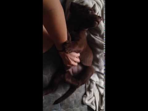 Cute Chocolate Labrador Puppy Loves Tummy Tickles