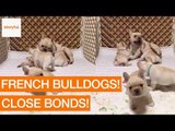 Family of French Bulldogs Cuddle and Play