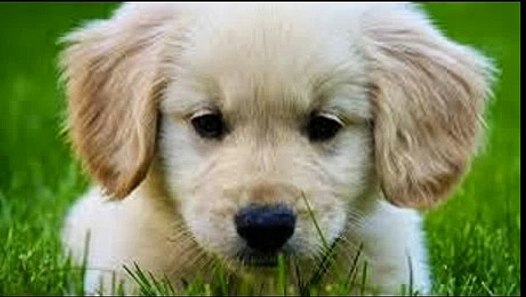 Die 10 süßesten Hunderassen der Welt! ( für mich) video dailymotion