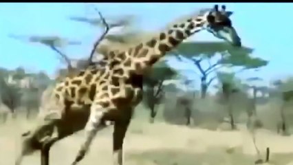 Lion vs Giraffe - Shocking Giraffe Kills Lion Bloody Fight