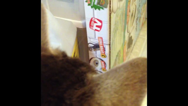 My Cats| Cats Hissing [23]