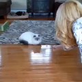 Cat hilariously displays ninja-like reflexes