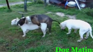 Funny animal mating - Dog mating - funny video