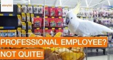 Frankie the Cockatoo Rejects Potato Ears at Pet Store