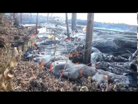 Hawaiian Volcano's Lava Flow Engulfs Forest
