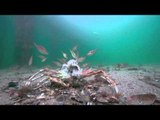 Rays Prey on Spider Crabs After Molting