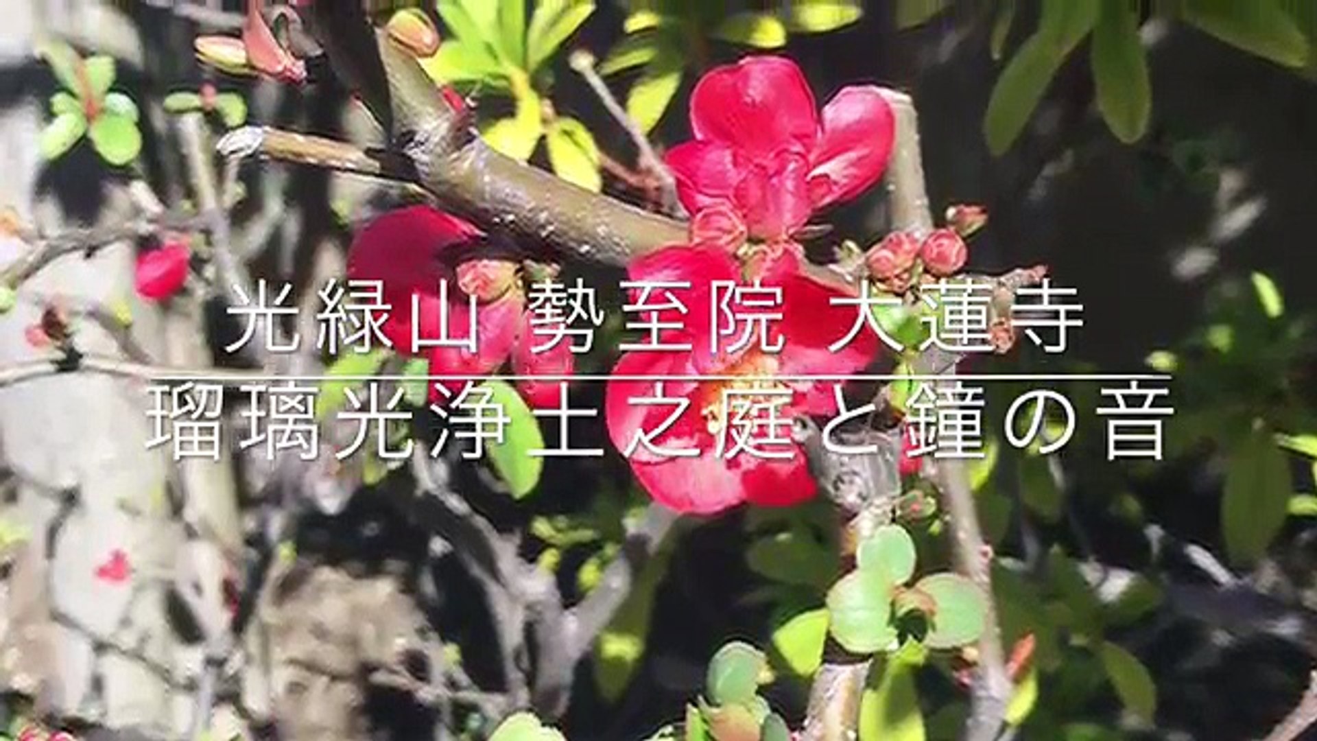 ⁣ビューティーミュージアム　癒し-瞑想-自律神経に優しい♡薬師如来・瑠璃光浄土之庭と鐘の音_UCftHxeEvOo_youtube.com