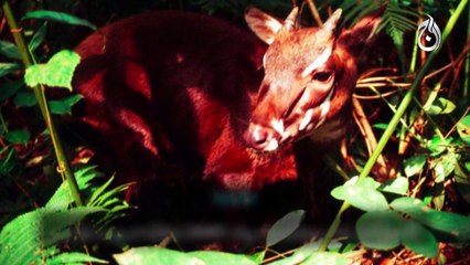 Endangered Animals in world- Report by Aaj TV