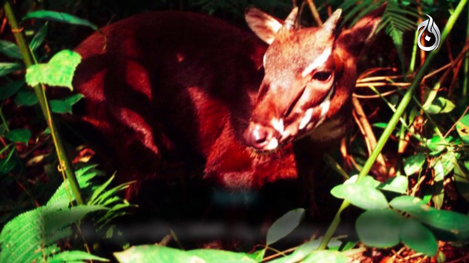 ⁣Endangered Animals in world- Report by Aaj TV