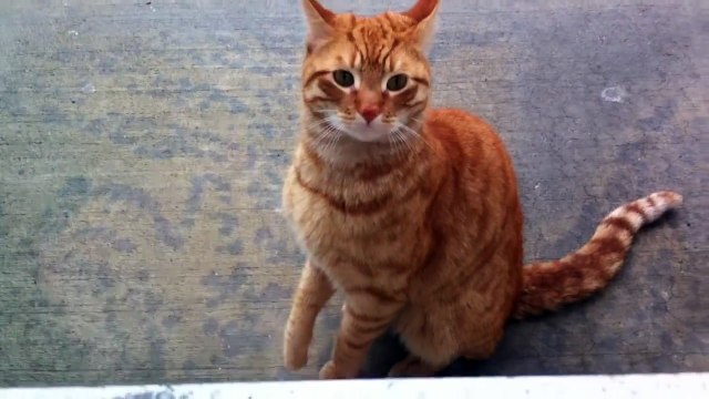 Ce chat errant cherche juste quelqu’un qui l’aime... Et comment pourriez-vous dire non à cette bouille ?! Regardez.