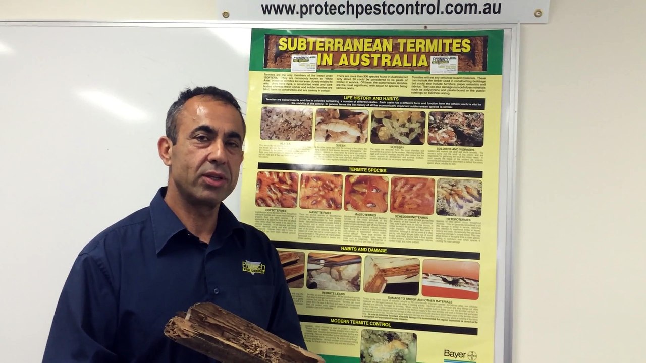Get a complete solutions of termites infestation in Melbourne