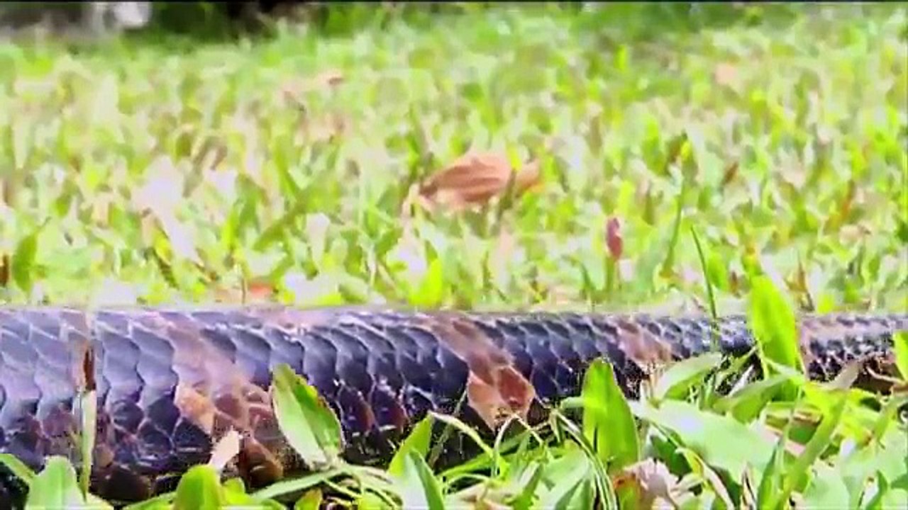BIGGEST PYTHON SNAKE - GIANT ANACONDA - WORLD'S BIGGEST SNAKE FOUND IN AMAZON RIVER #3