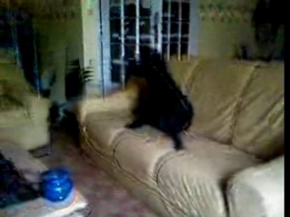 Daisy VS Stich