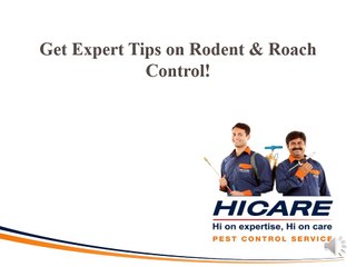 Tips on Rodent & Cockroach Control by Expert - Hicare