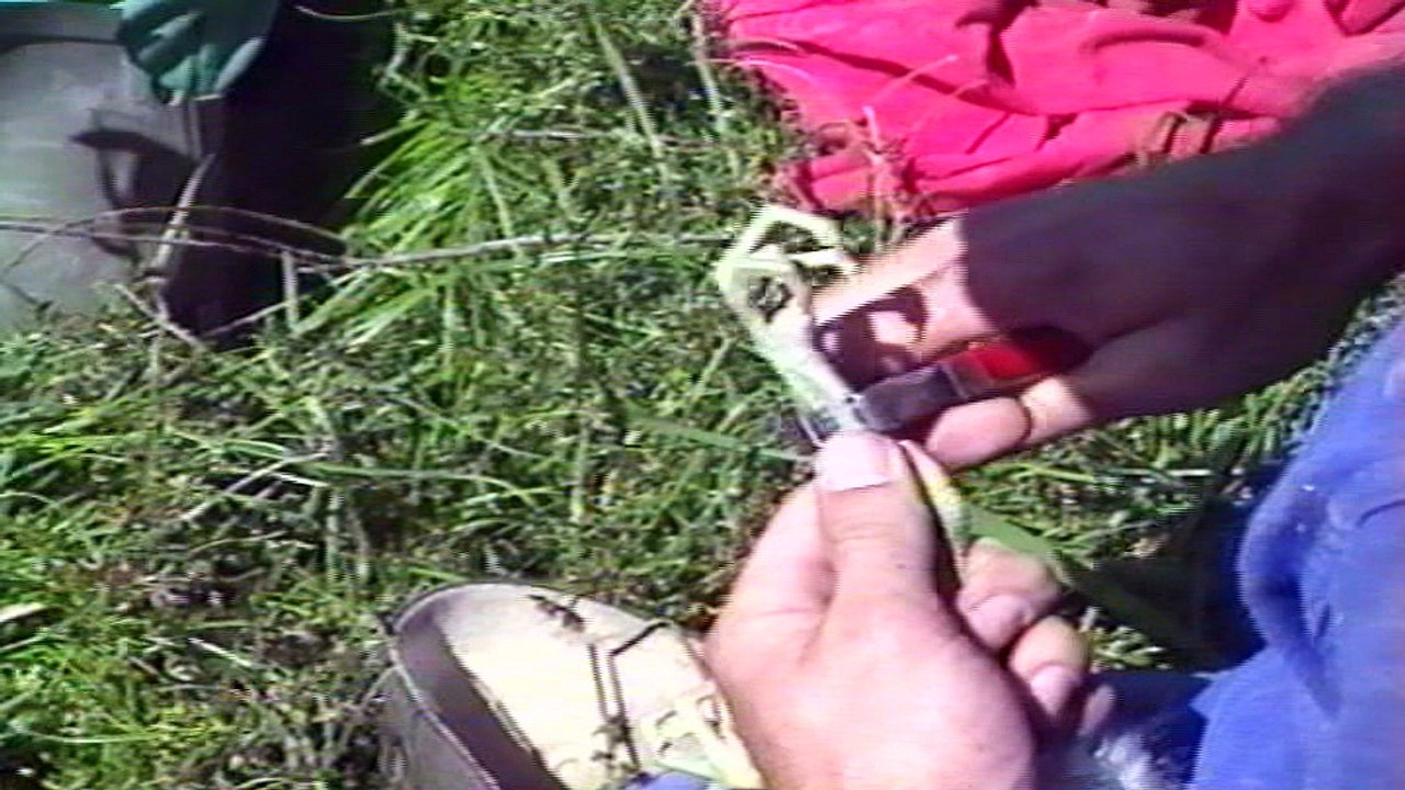 Luc Hoffmann, une vie pour les zones humides