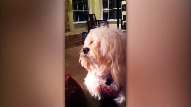 Ce chien fait un playback sur le bruit de son jouet qui couine... Ahaha