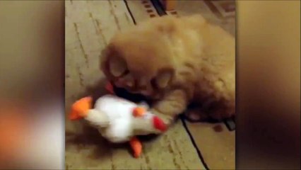 Ce chien ne savait pas que son jouet pouvait parler... Quelle surprise