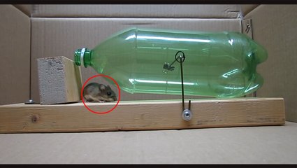 This is one of my best and easiest homemade humane mouse traps!