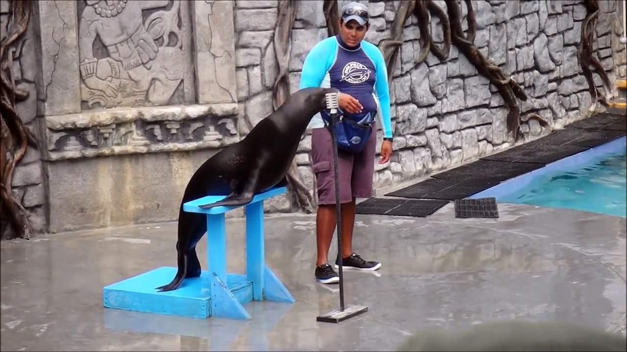Une otarie chante "Crazy" dans un parc aquatique !