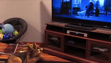 Un berger allemand qui adore Zootopie !