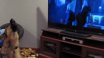 Un berger allemand hurle devant Zootopie