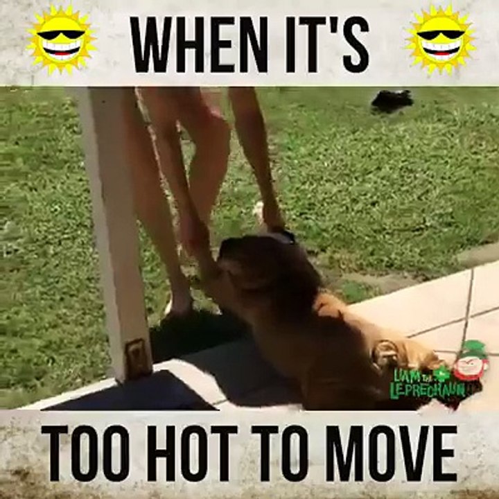Funy dog