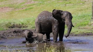 African elephants have fun in the sun at West Midland Safari Park